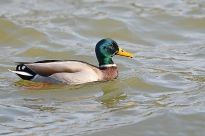 Mallard