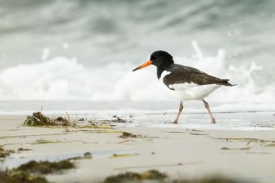 Palaearctic Oystercatcher