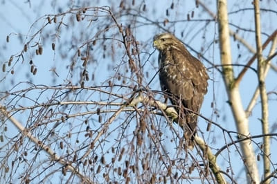 Eurasian Buzzard