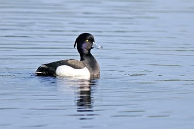 Tufted Duck