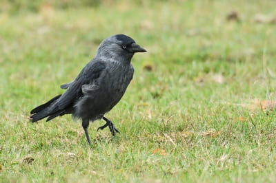 Jackdaw