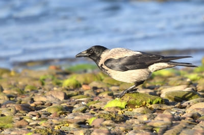 Hooded Crow 