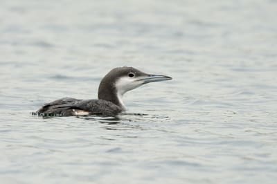 Black-throated Diver