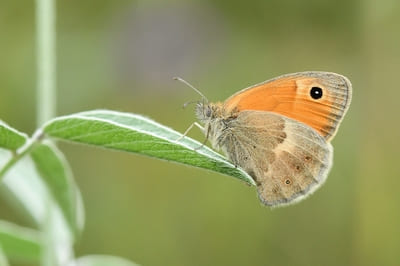 Small Heath