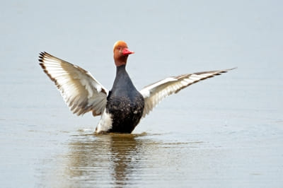 Red-crested Pochard