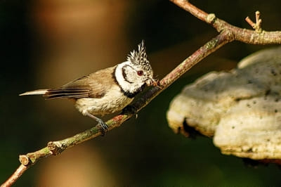 Crested Tit