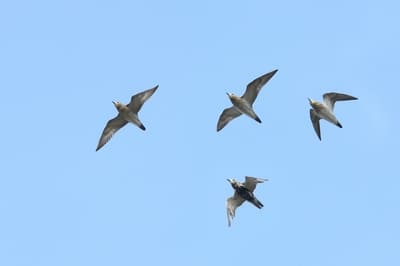 European Golden Plover