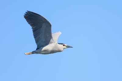 Nankeen Night Heron