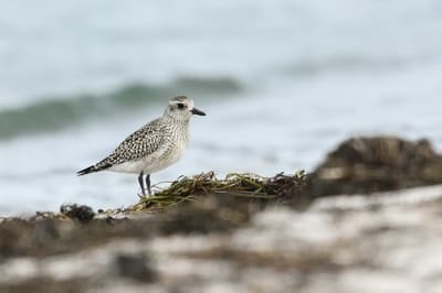 Grey Plover