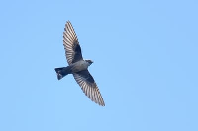 Red Sea Cliff Swallow