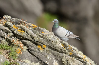 Feral Rock Pigeon