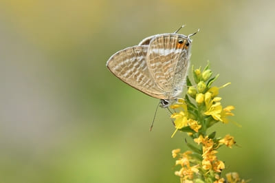 Long-tailed Blue