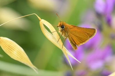 Lulworth Skipper