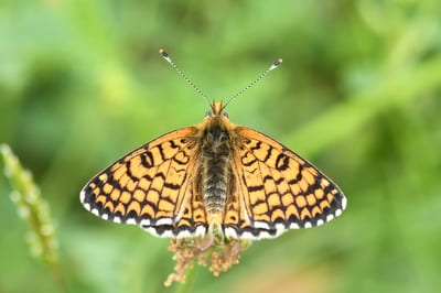 Glanville Fritillary