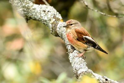 Linnet