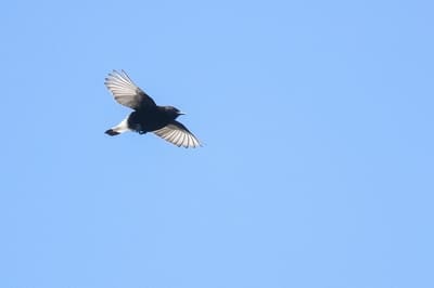 Black Wheatear