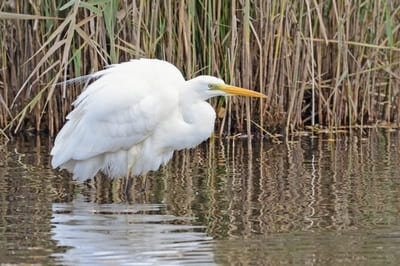 Great Egret