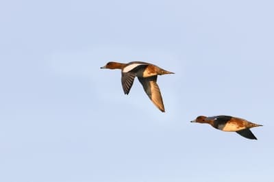 European Wigeon