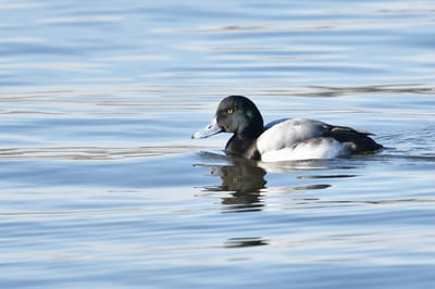 Greater Scaup