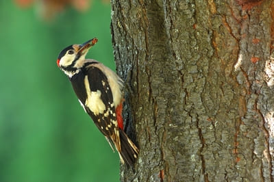 Great Spotted Woodpecker