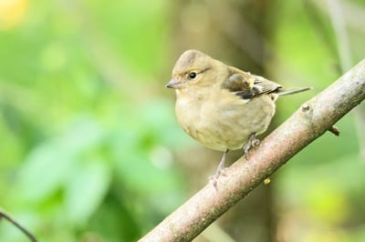 Chaffinch