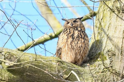 Northern Eagle Owl