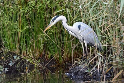 Grey Heron