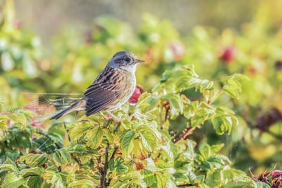 Dunnock