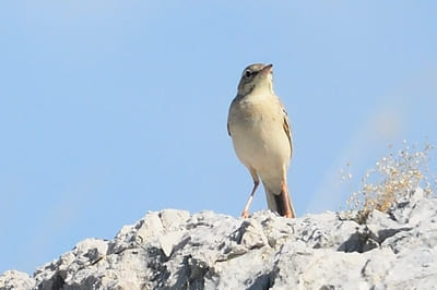 Northern Wheatear