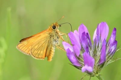 Large Skipper