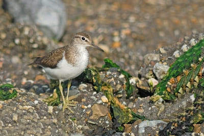 Common Sandpiper