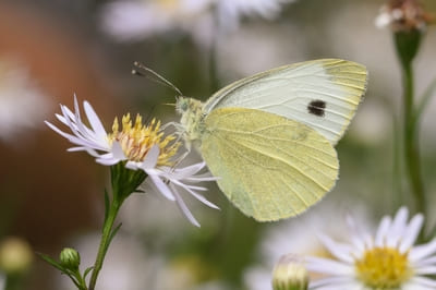 Southern small white