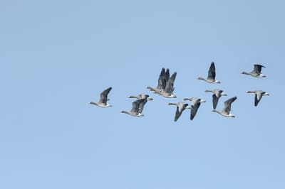 White-fronted Goose