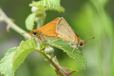 Small Skipper