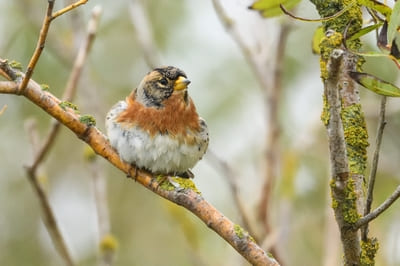 Brambling