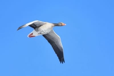 Greylag Goose