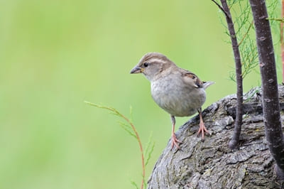 House Sparrow