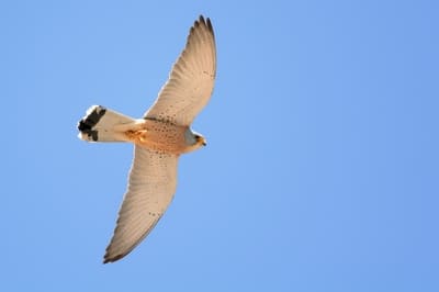 Lesser Kestrel