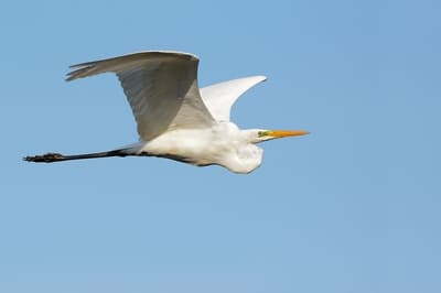 Great Egret