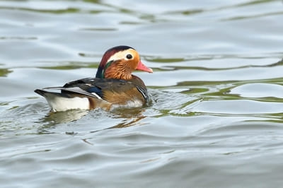 Mandarin Duck