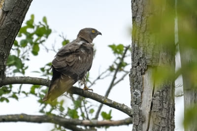 European Honey-buzzard