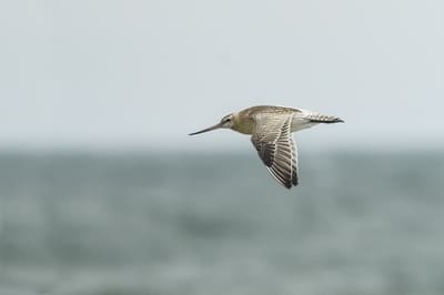 Bar-tailed Godwit