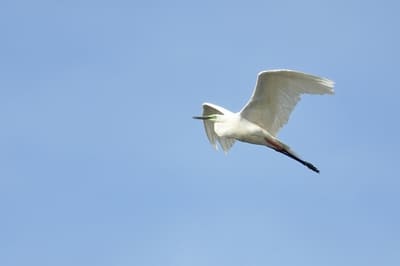 Grote zilverreiger