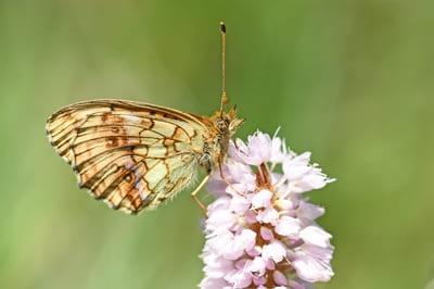 Lesser Marbled Fritillary