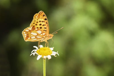 Queen of Spain Fritillary