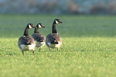 Canada Goose