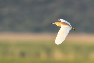 Squacco Heron