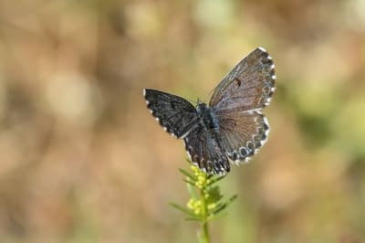 Eastern Baton Blue