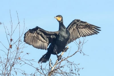 Great Cormorant