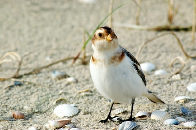 Snow Bunting